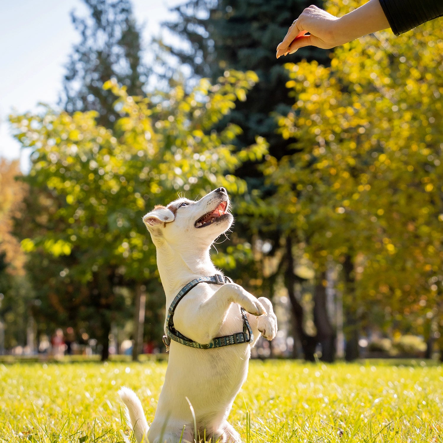 bark stopper