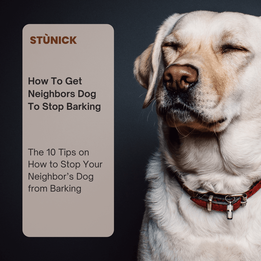 How To Get Neighbors Dog To Stop Barking